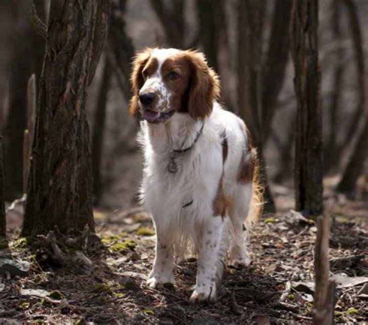 How much does a Welsh Springer Spaniel cost?