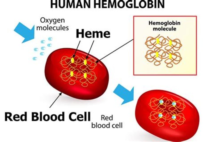 How much hemoglobin is in red blood cells?