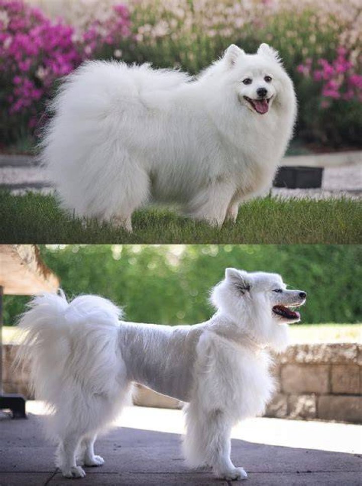 How much is a Japanese Spitz?