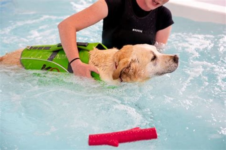 How much is hydro therapy for dogs?