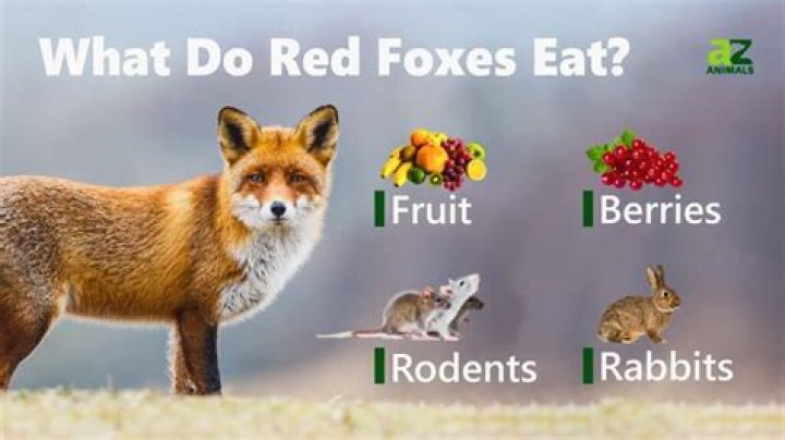 How often do red foxes eat?