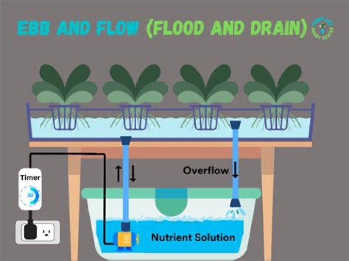How often should you water ebb and flow?