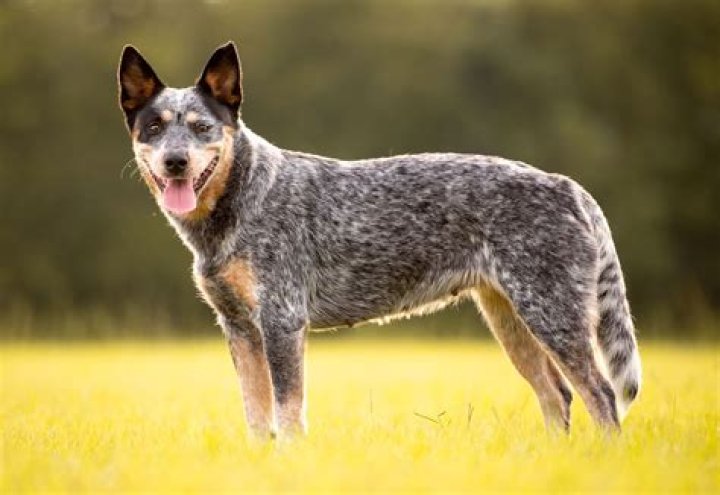 Is a Australian cattle dog a good family dog?