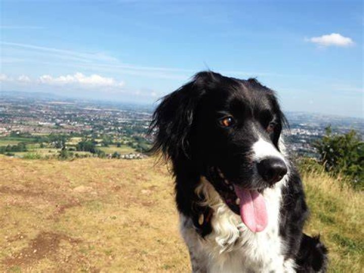 Is a Sprollie a good family dog?