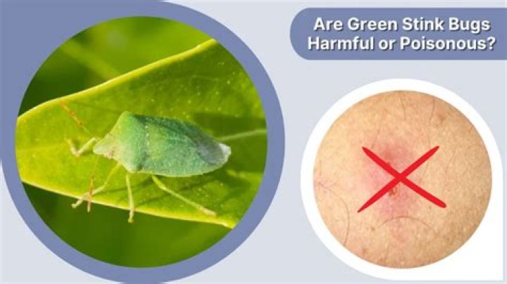 Is a stick bug harmful to humans?