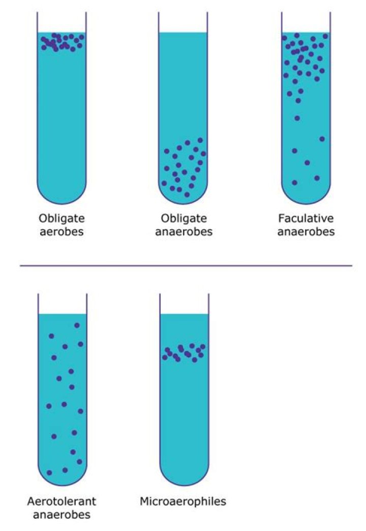 Is C Sporogenes an Aerotolerant anaerobe?