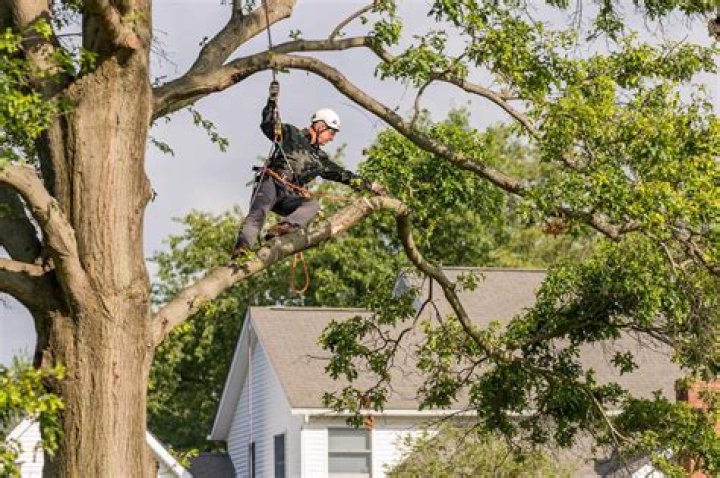 Is cabling bad for trees?