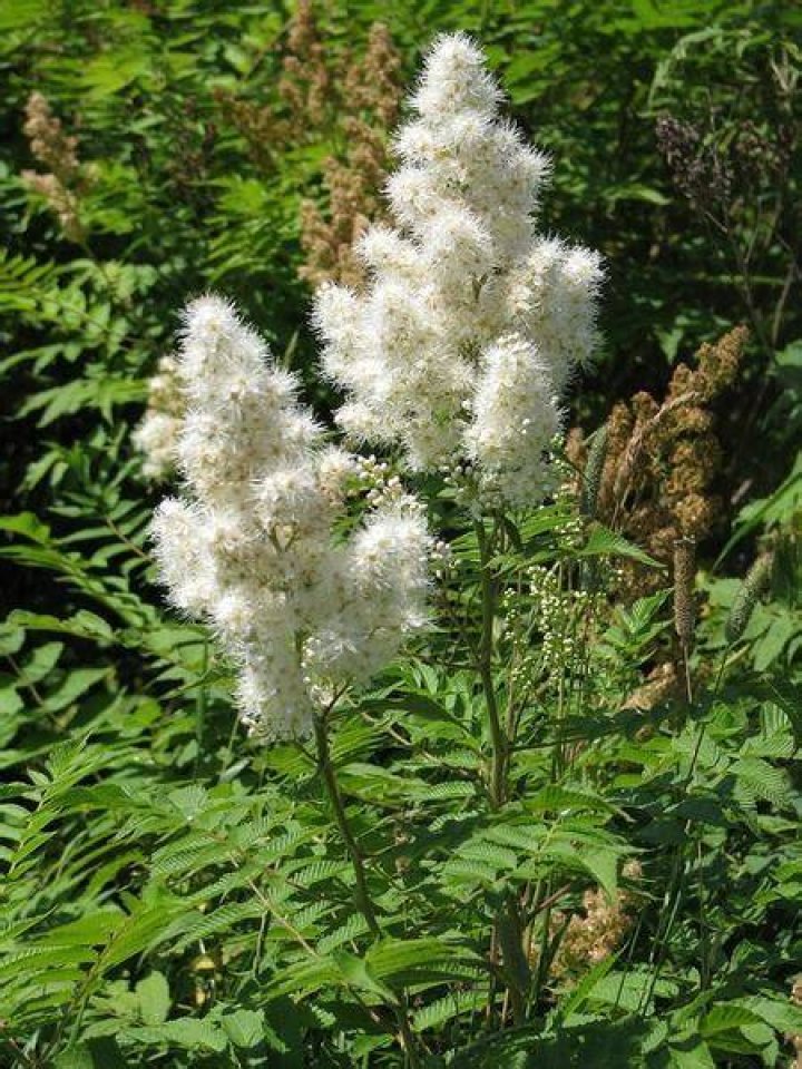 Is False Spirea invasive?