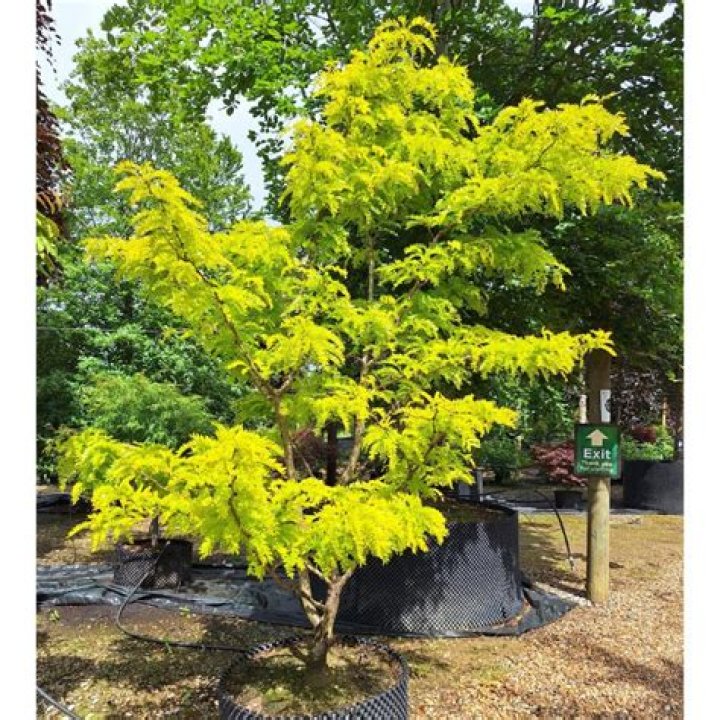 Is gleditsia Sunburst fast growing?