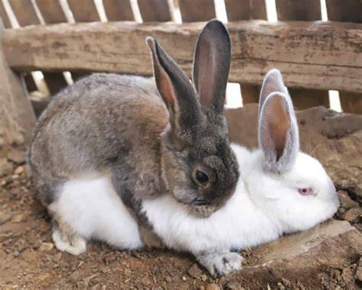 Is it normal for male rabbits to fight?