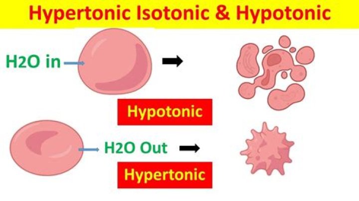 Is putting an egg in vinegar hypotonic or hypertonic?