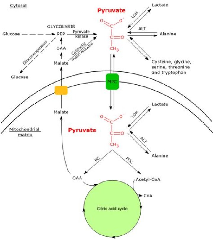 Is pyruvic acid a product of glycolysis?