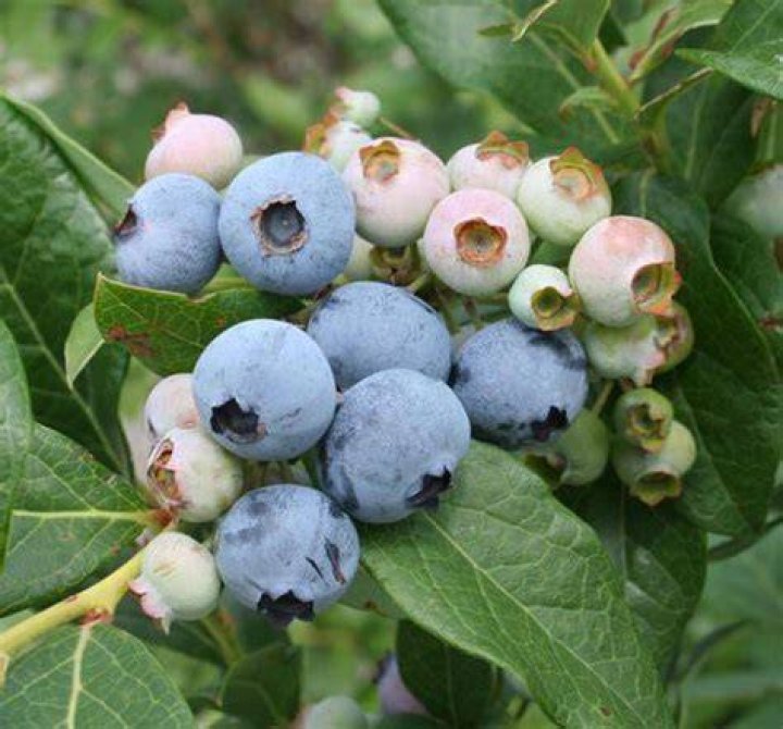Is Razz blueberry self pollinating?