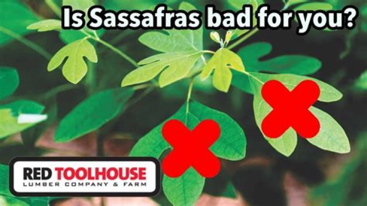 Is sassafras illegal?