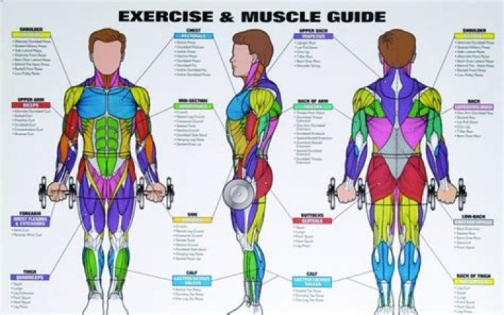 Is single body part workout effective?