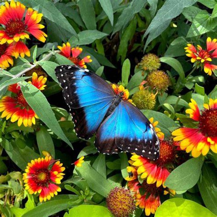 Is the morpho butterfly endangered?