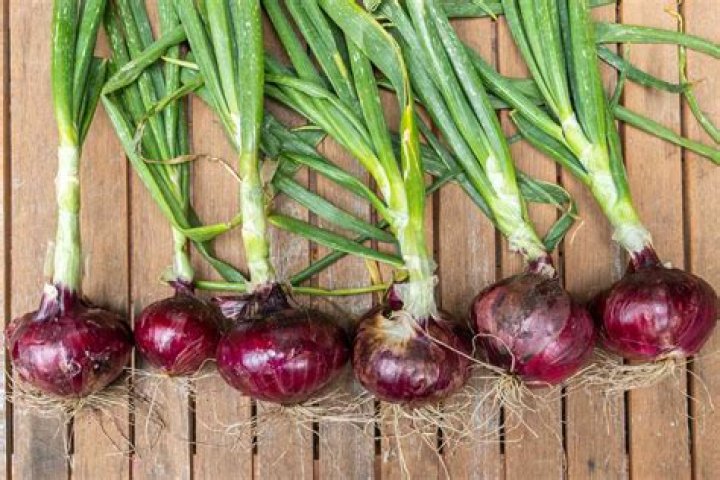 Is the red onion open?
