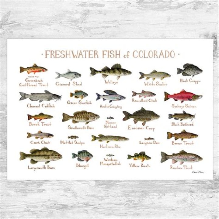 Is there an app to tell you what kind of fish you have?