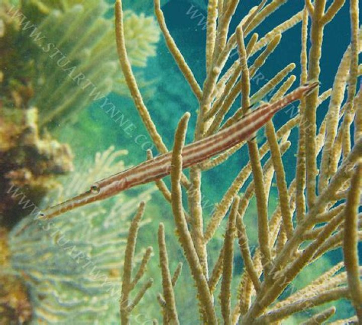 Is trumpet fish good for eating?