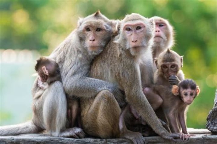 Que mangent les singes?