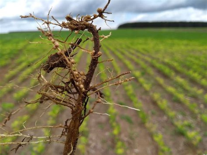 Que variedades de Fusarium son perjudiciales para la marihuana?