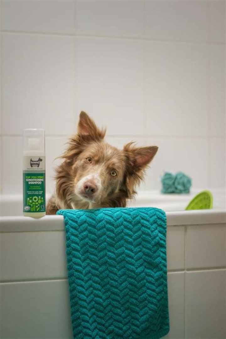 Should I brush dog before or after bath?