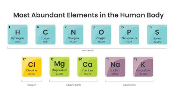 What 5 elements comprise 98% of the human body?