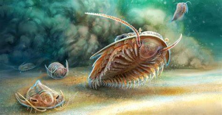 What adaptations do trilobites have?