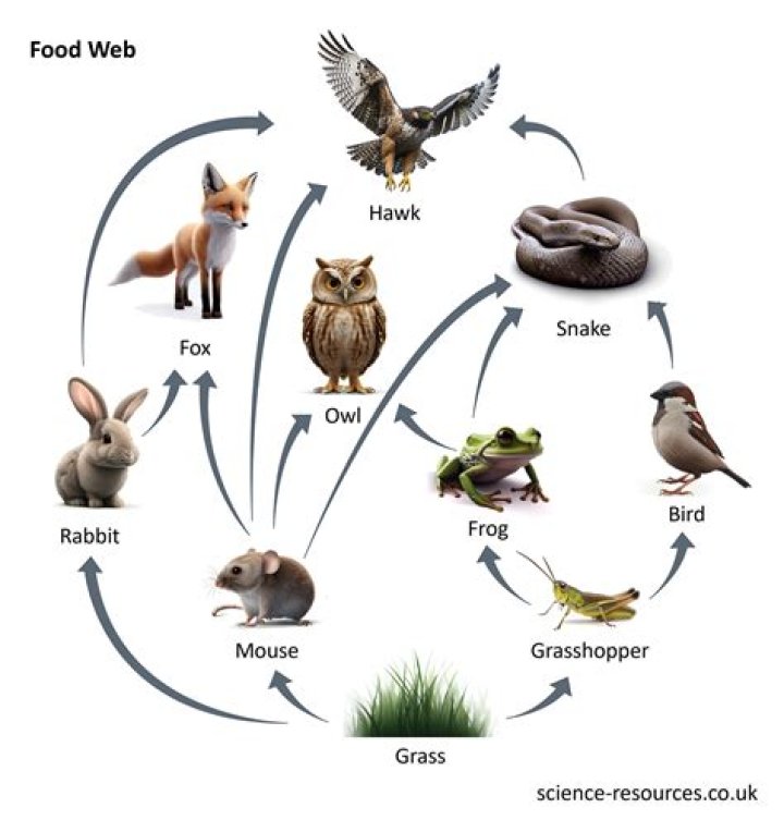 What animals are in a food web?