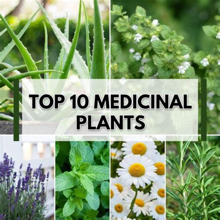 What are 10 medicinal plants?