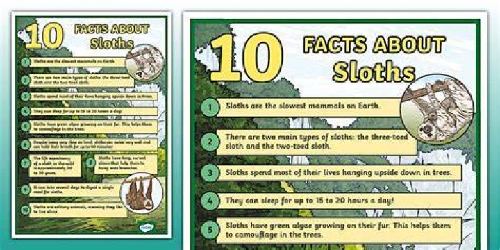 What are 3 interesting facts about sloths?