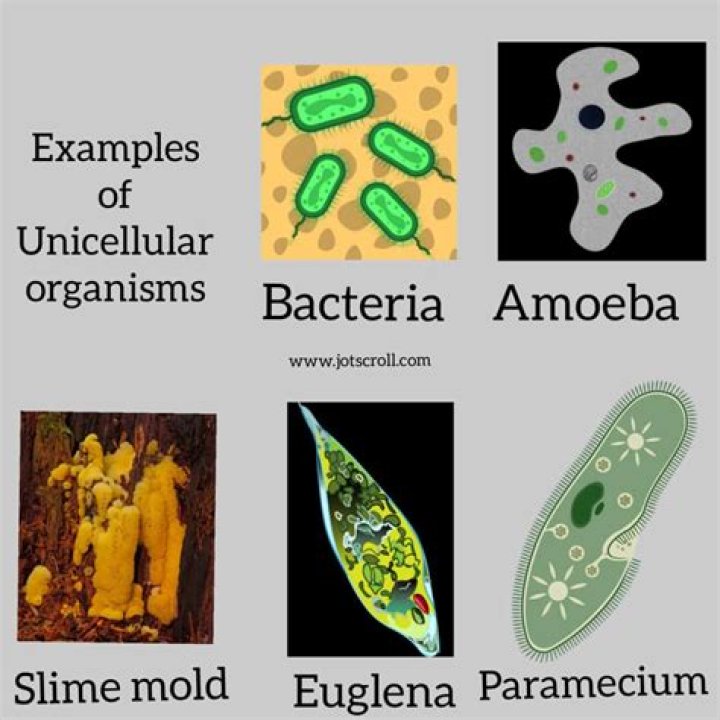 What are 3 types of single-celled organisms?