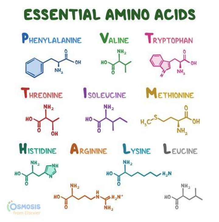 What are amino acids required for?