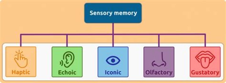 What are iconic and echoic memory examples of?