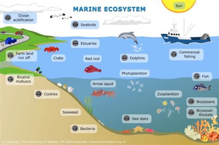 What are the 5 main marine ecosystems?