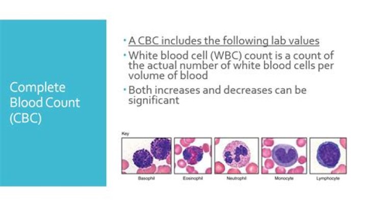 What are the 5 types of white blood cells counted in a CBC?
