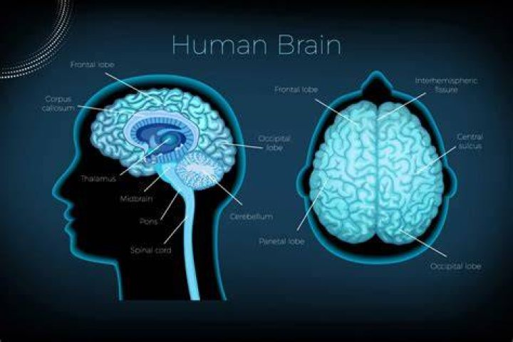 What are the 7 structures of the brain?