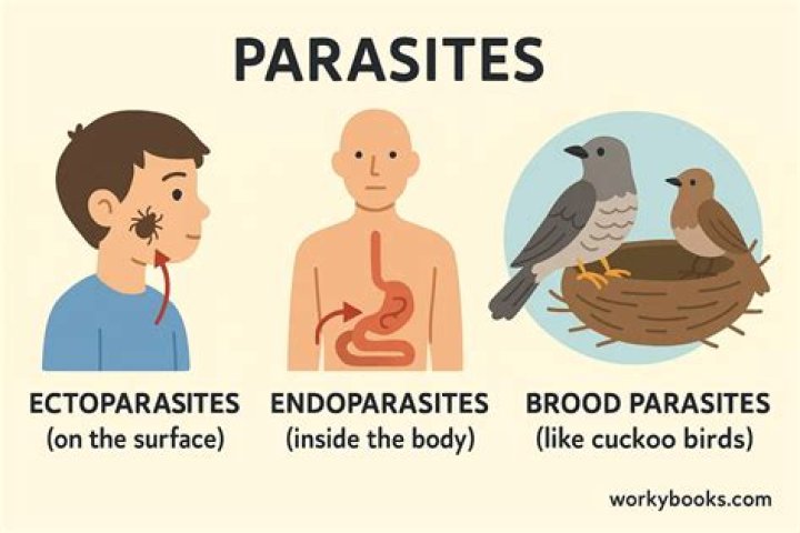 What are the advantages of Endoparasites?