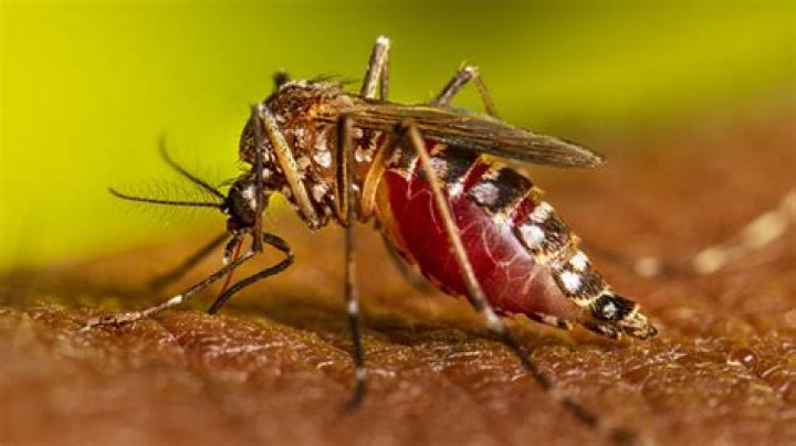 What are the characteristics of Aedes aegypti?
