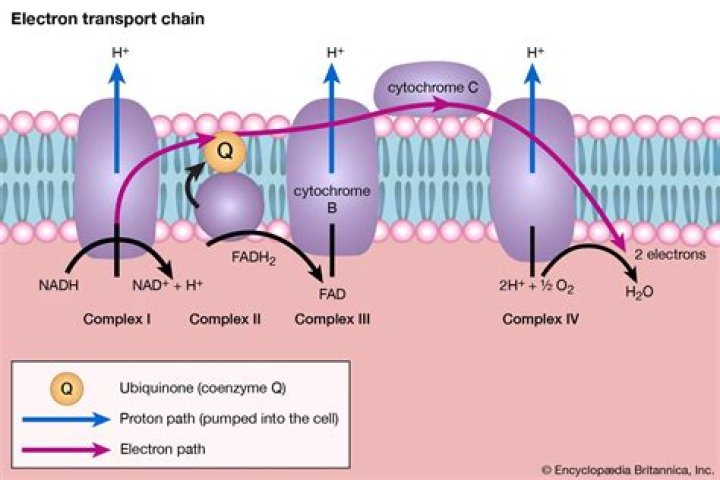 What are the final products of the electron transport chain and chemiosmosis?
