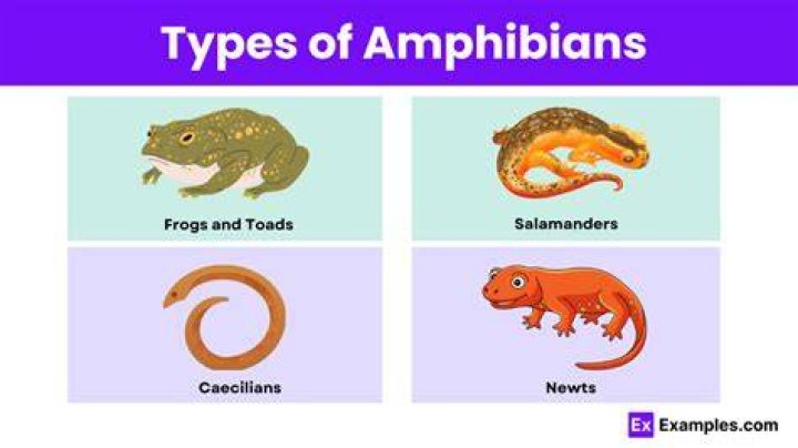 What are the four most common types of amphibians?