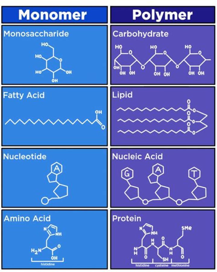 What are the polymers of lipids?