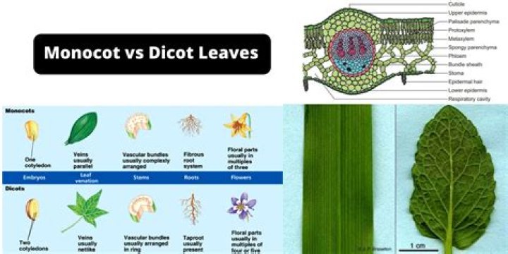 What are the two main differences of monocot and dicot leaves?