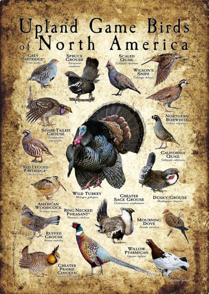 What birds are considered upland game?