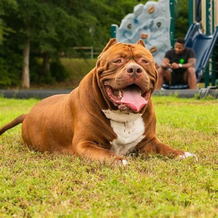 What bloodline is Hulk the dog?