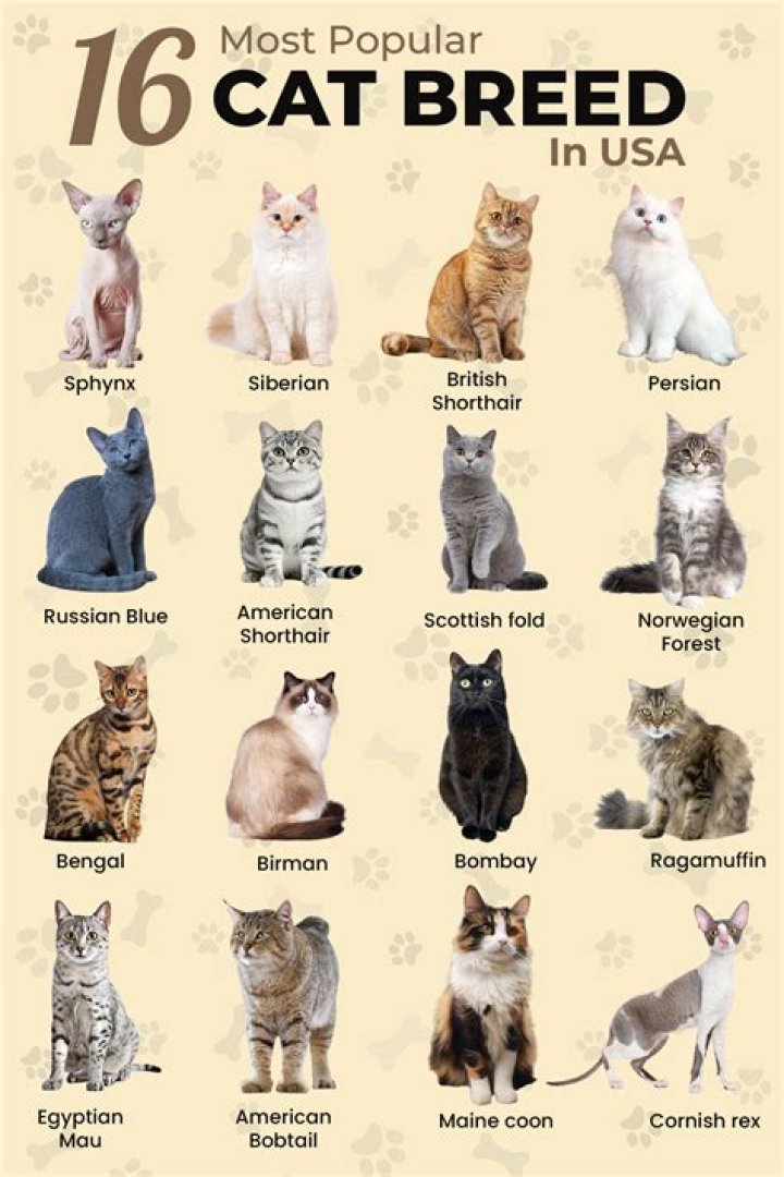 What breed are regular house cats?