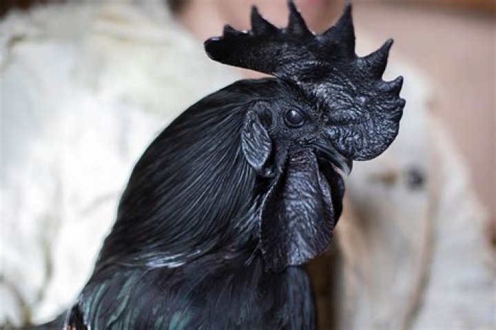What breed is my black chicken?