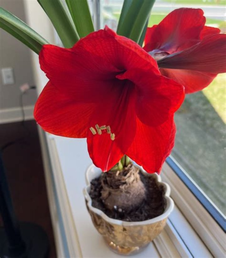What bulb flowers bloom in spring?