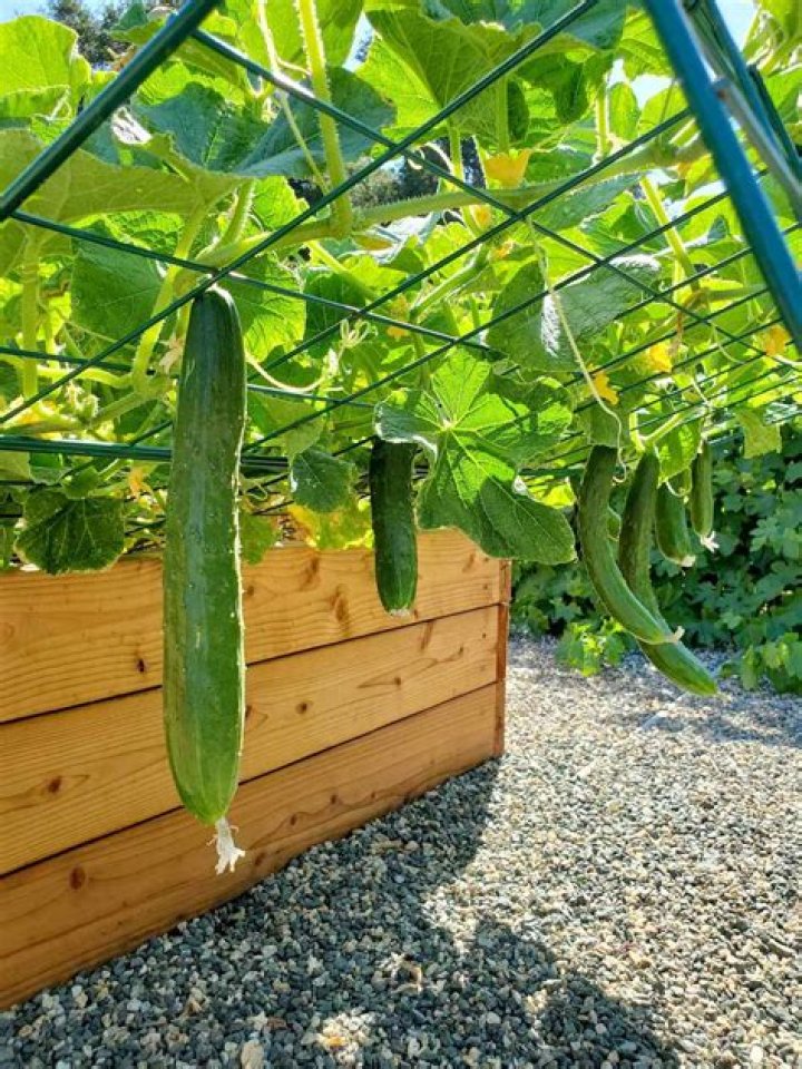 What can I use for a cucumber trellis?