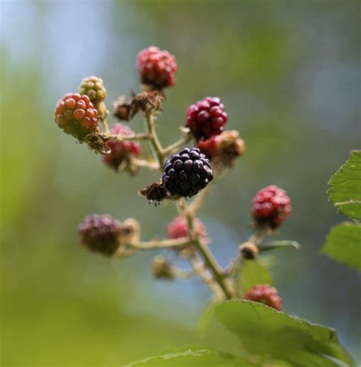 What can you do with boysenberries?